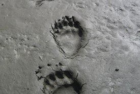 Footprints of a h₂r̥kþós