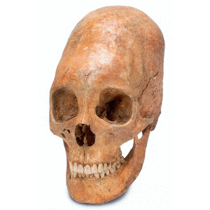 skull