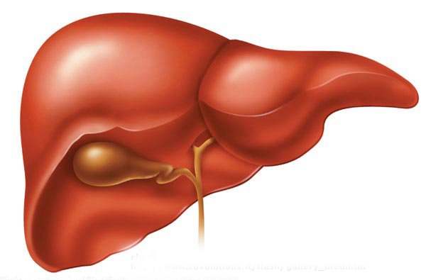 Liver